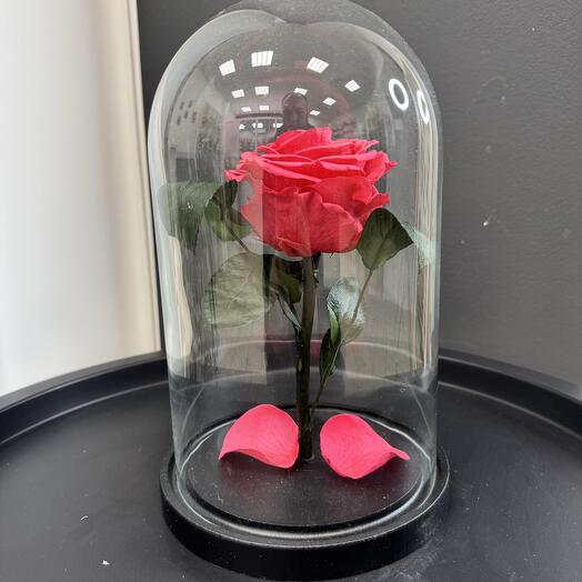  Success Flowers