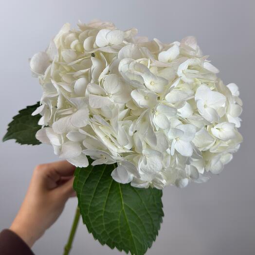 FLORA GLOBAL na Presne