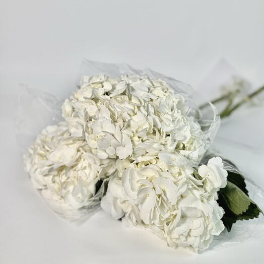 OPT Gentle Flowers