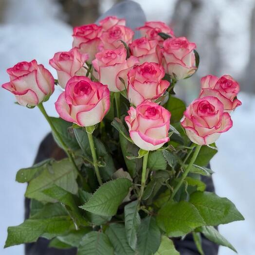Jumilia Roses