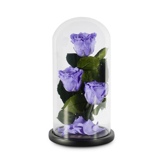Violet Preserved Roses in a Glass Dome Trio