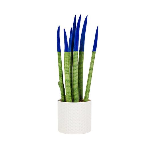 Krem desenli saksıda lacivert sansevieria