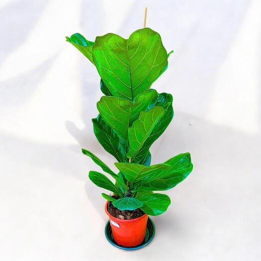 FICUS LYRATA Indoor plant