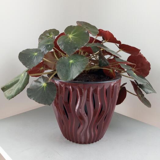 Ficus (Benjamin)