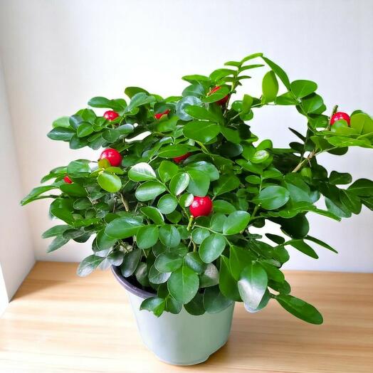 Natal Plum