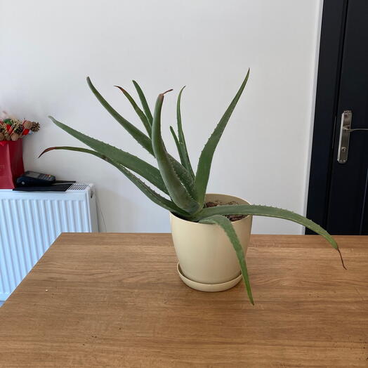 Aloe Vera krem (bej ) renkli plastik saksı ile
