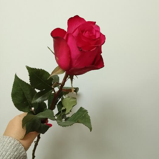 Dekor Flora