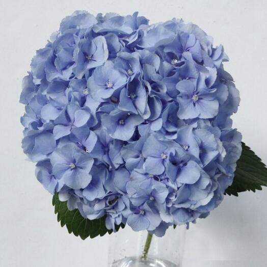 Flower Power