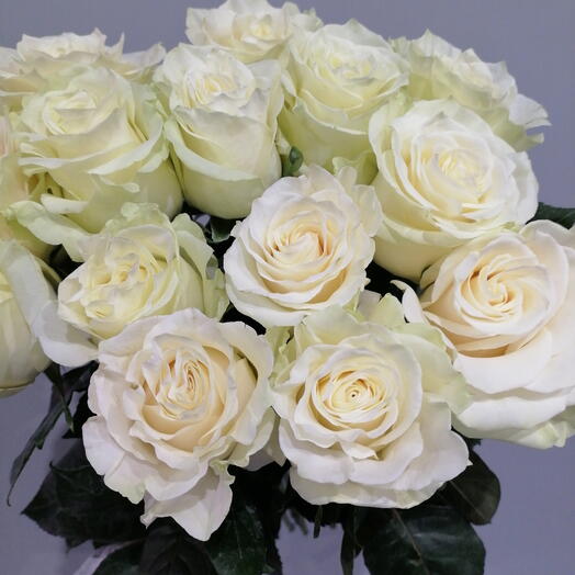 Heppiflora