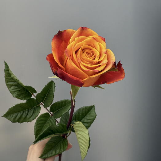 DDflowers24