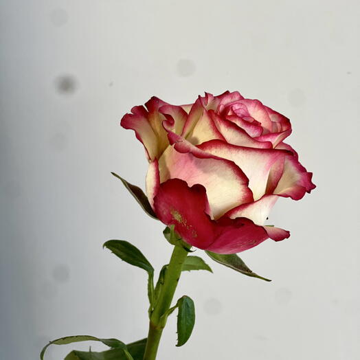 ROZA 593