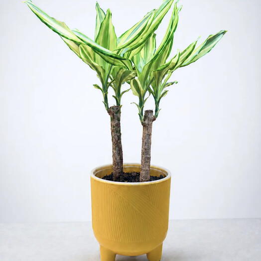 Ready Plants