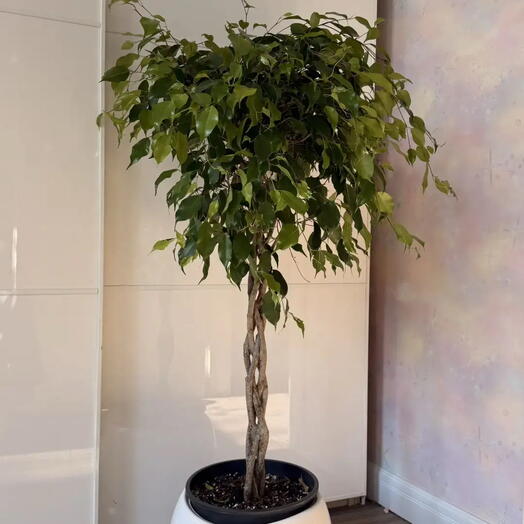 EDEM botanical studio