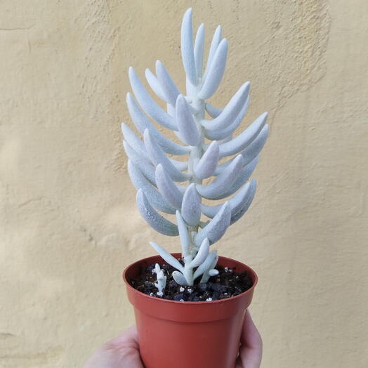 La Vanda / Rokoss
