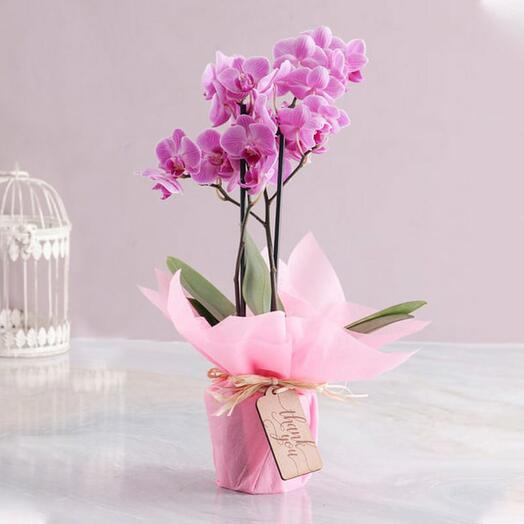 2 Stem Mini Purple Orchid Plant in Pink Wrapping