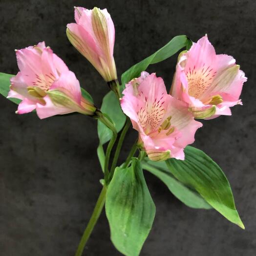 Студия флористики