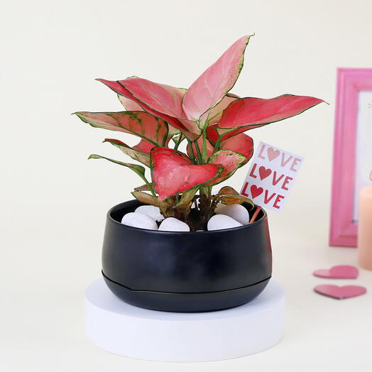 Plant Type: Aglaonema Pink Beauty Plant