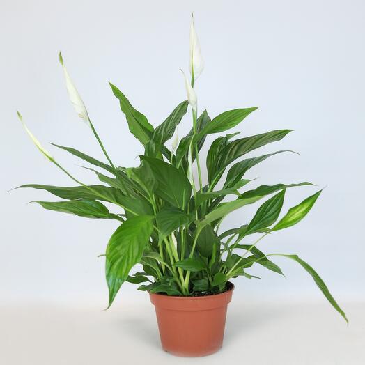 FloraManiya