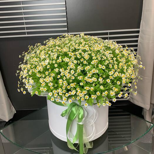 Cutflower
