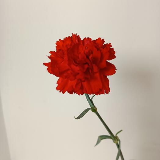 Гвоздика красная
