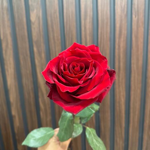 Роза красная эквадор