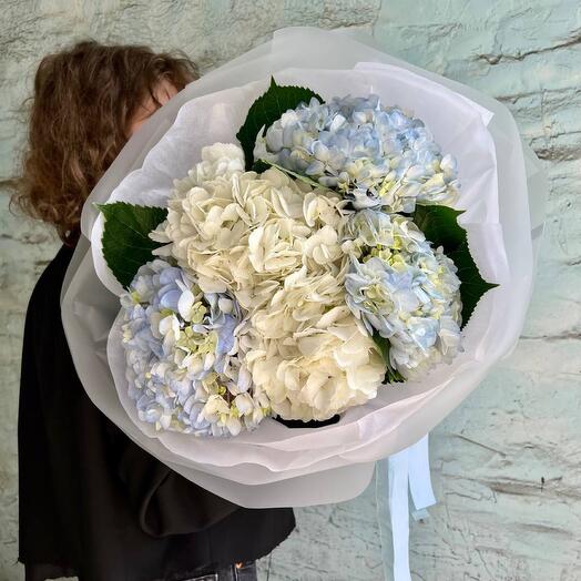 Monobuceta de hortensias