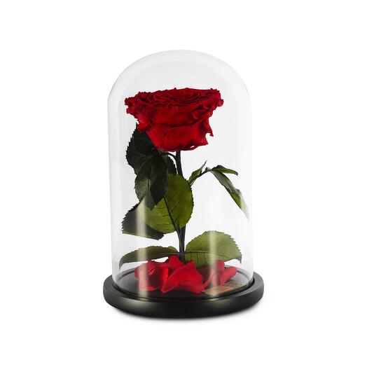 Scarlet Red Preserved Roses in a Glass Dome Single