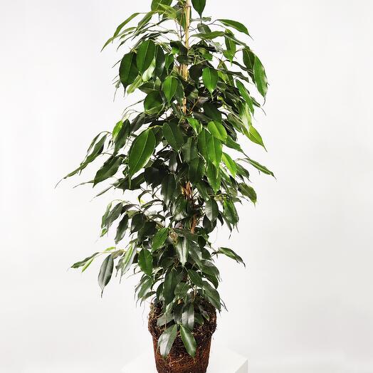 Ficus Benjamina Danielle Grande