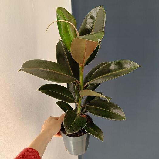 Фикус Эластика Мелани 40 см