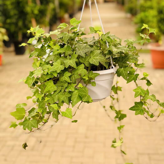 Hedera Handing (English Ivy)