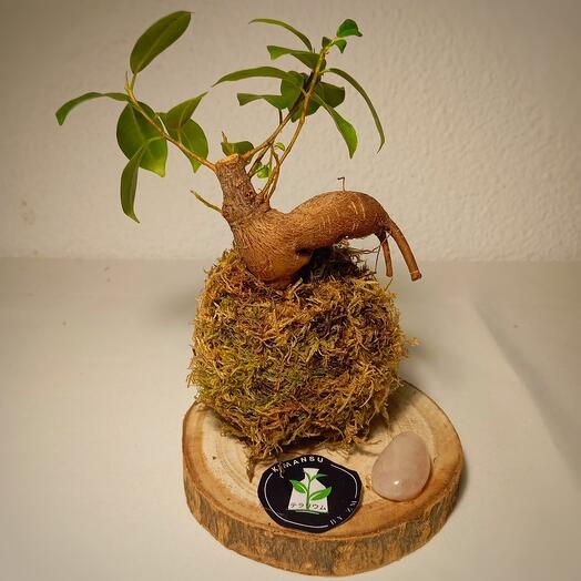 Kokedama ficus en base de cuarzo rosa