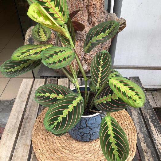 Maranta