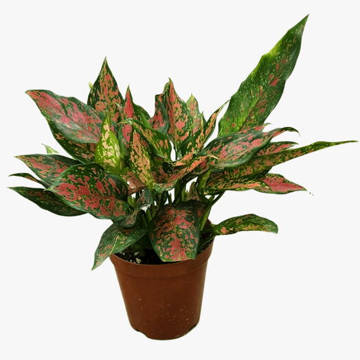 Aglaonema Plant – Red Valentine Plant – Chinese evergreen- Plastic Pot