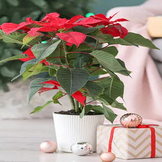 Red Poinsettia Plant and Sweecho Chocolates