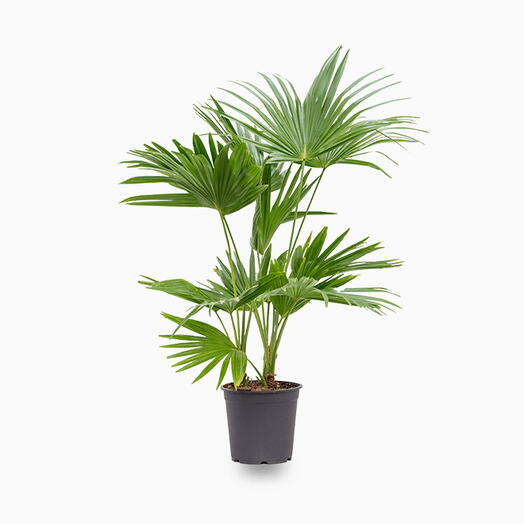 Livistona Palm – Chinese Fan Palm – Large Leaves