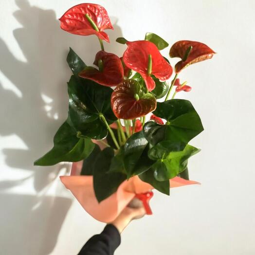 Anthurium