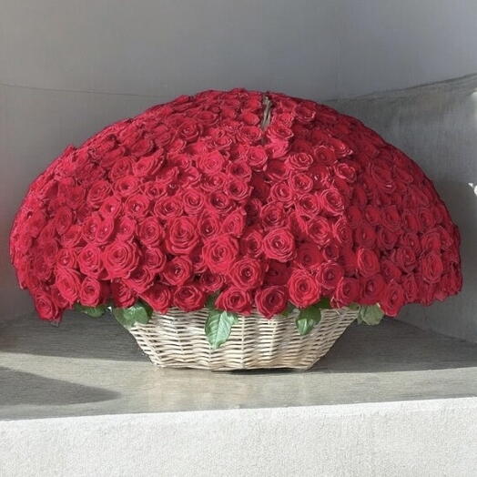 500 red roses  in basket