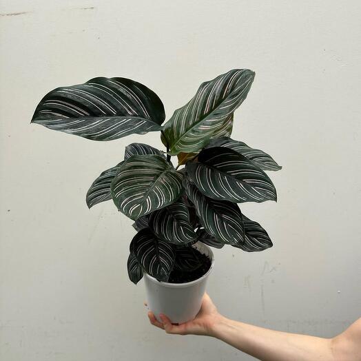 Комнатное растение Калатея