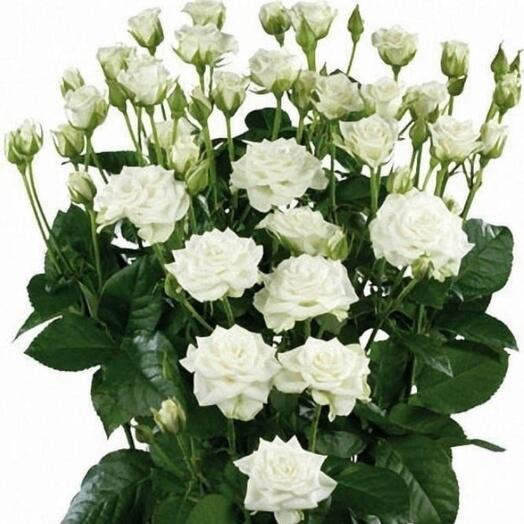 Роза классик лидия - купить по низкой цене на Яндекс Маркете