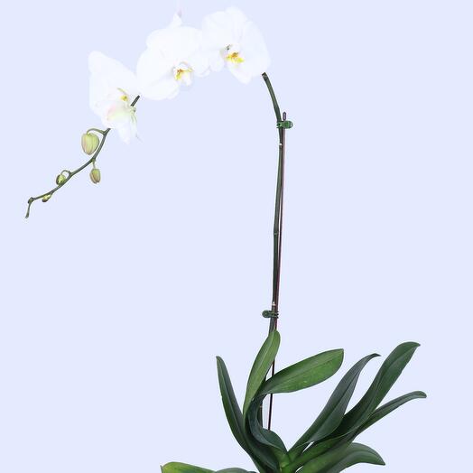 White Orchid Plant-550