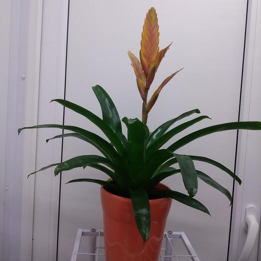 Гузмания яркая