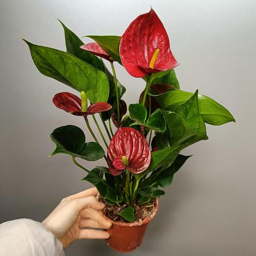 Anthurium red 40 cm