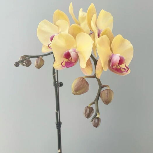 Yellow Orchid single stem