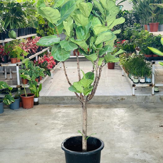 Ficus Lyrata (Fiddle Fig)