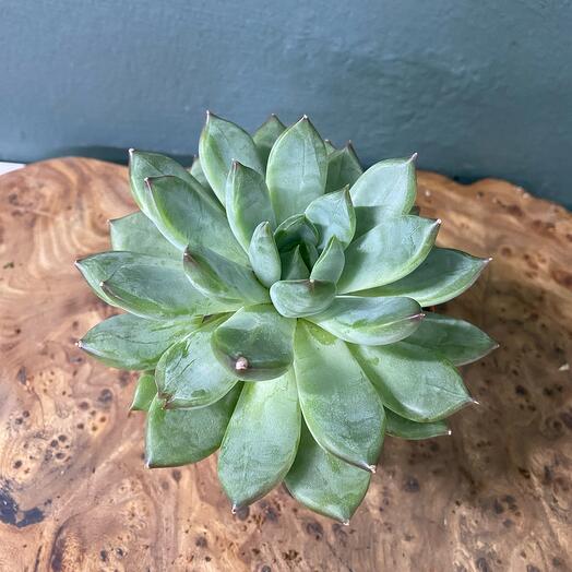 Эхеверия (каменная Роза)