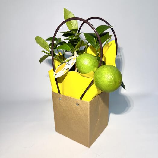 Лимонное дерево, Лимон комнатный, Цитрус 35см с плодами в подарочной упаковке, 35см