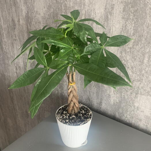 Mansarda Form&Flora