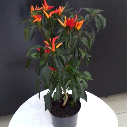 ANGELOK FLOWERS
