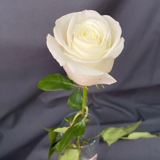 White Rose Ecuador