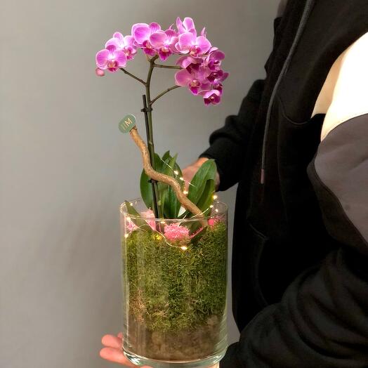 Margoplants